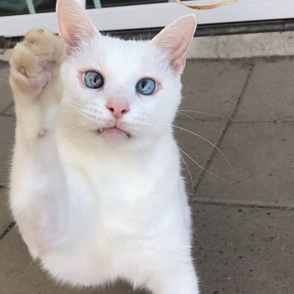 Meet your Posher, Carolyn - Picture 12 of 13